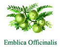 �������� ������� (Emblica Officinalis)